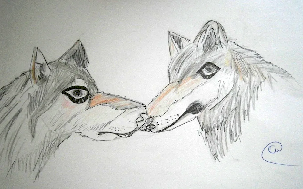 Wolf drawing