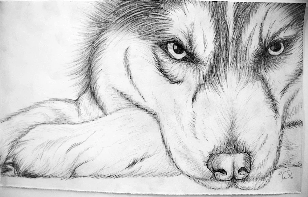 Paintings in pencil beautiful