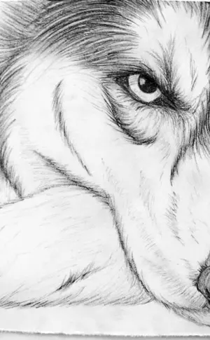 Paintings in pencil beautiful