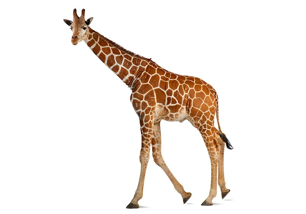 Giraffe drawing