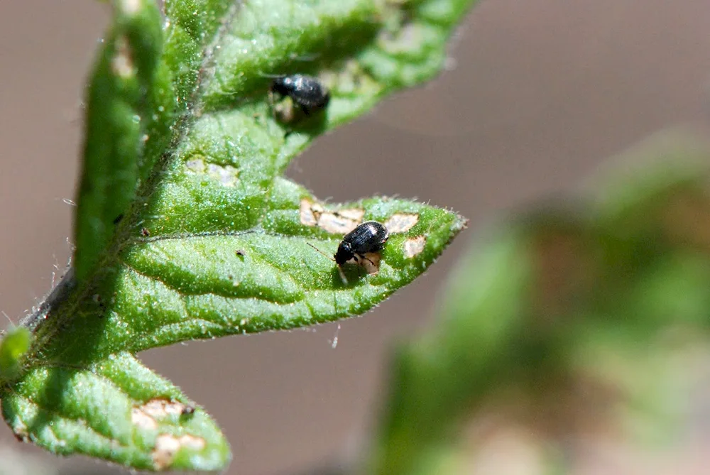 May beetle leaf beetle