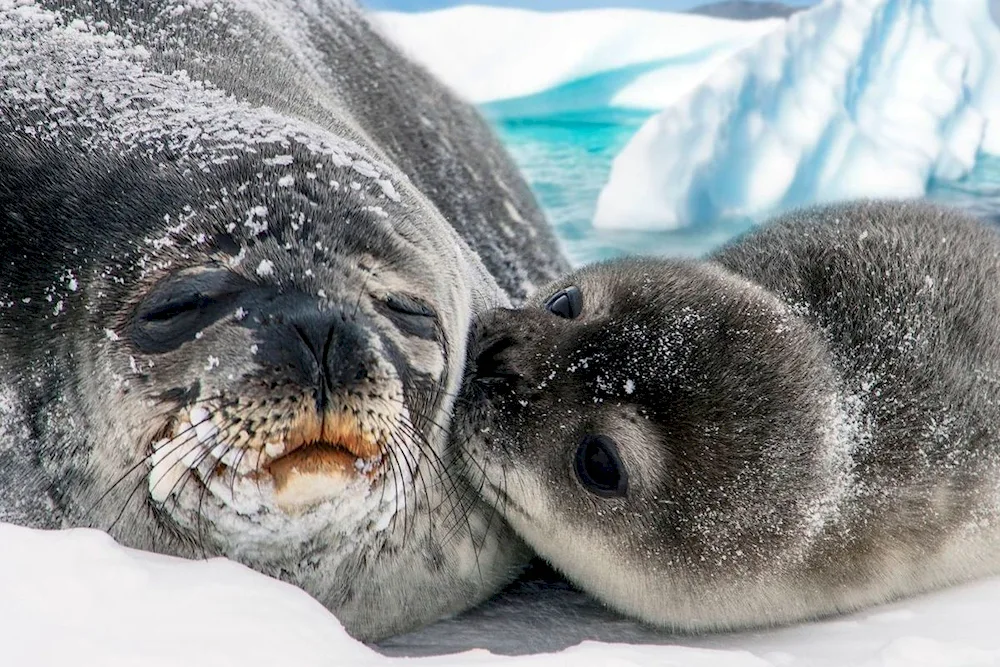 Baikal seal beellek