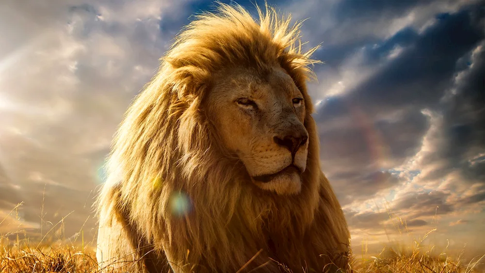 Beautiful lion