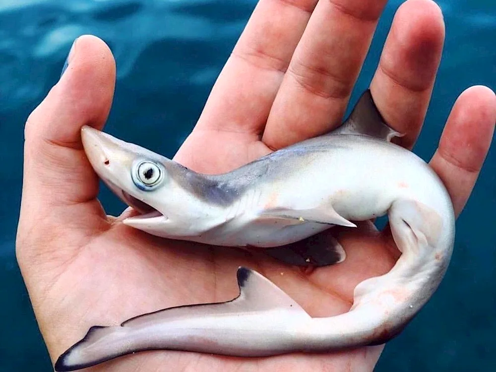 Catran herring shark