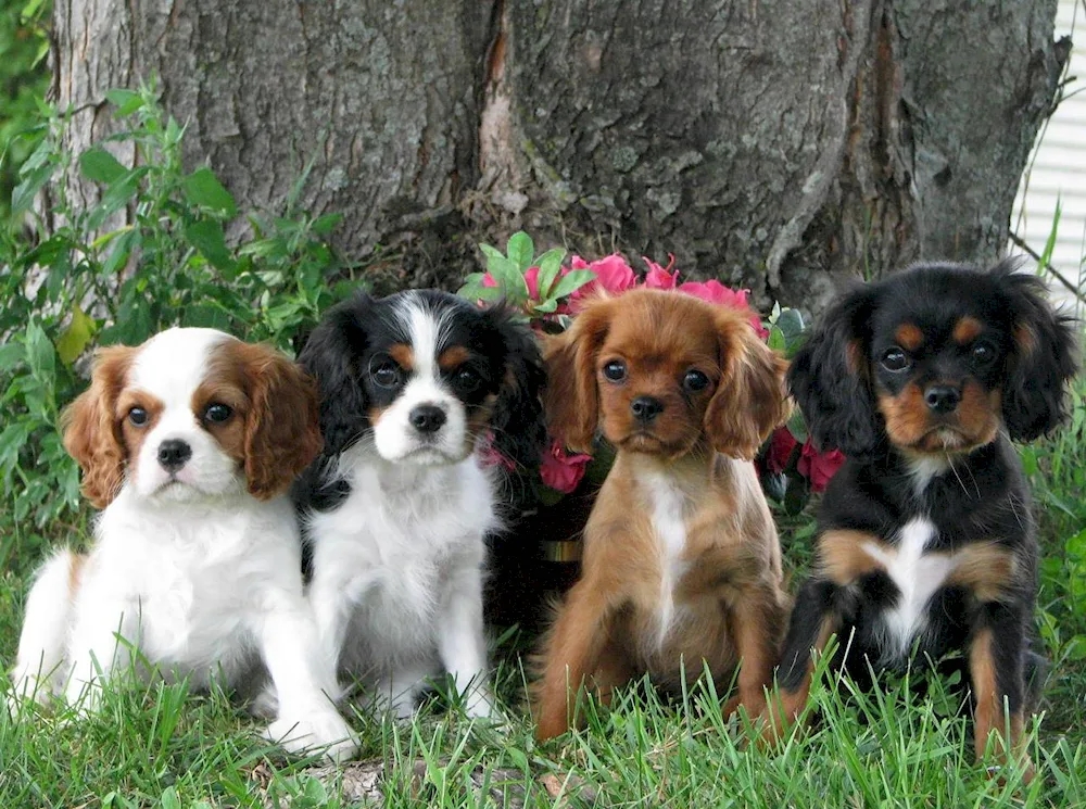 King Charles Spaniel