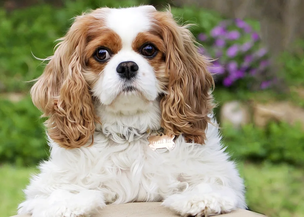 Cavalier King Charles spaniel