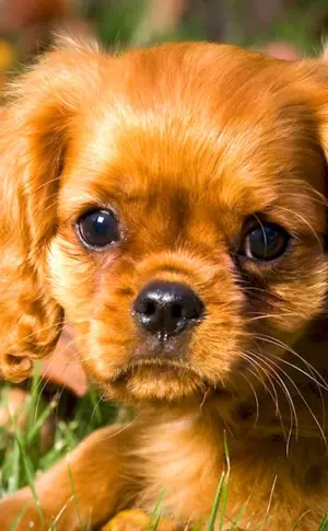 Cavalier King Charles Spaniel