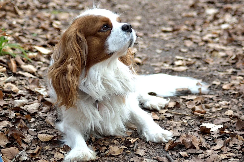 Cavalier King Charles Spaniel