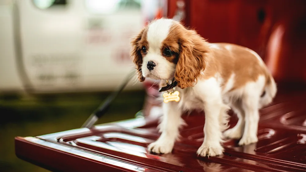 Cavalier King Charles spaniel