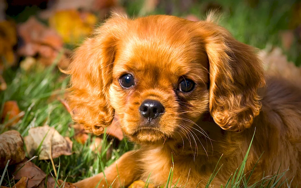 Cavalier King Charles spaniel