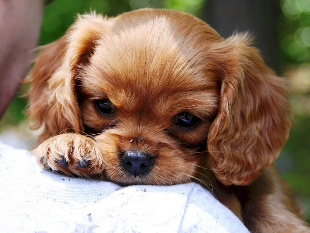 Cavalier King Charles spaniel