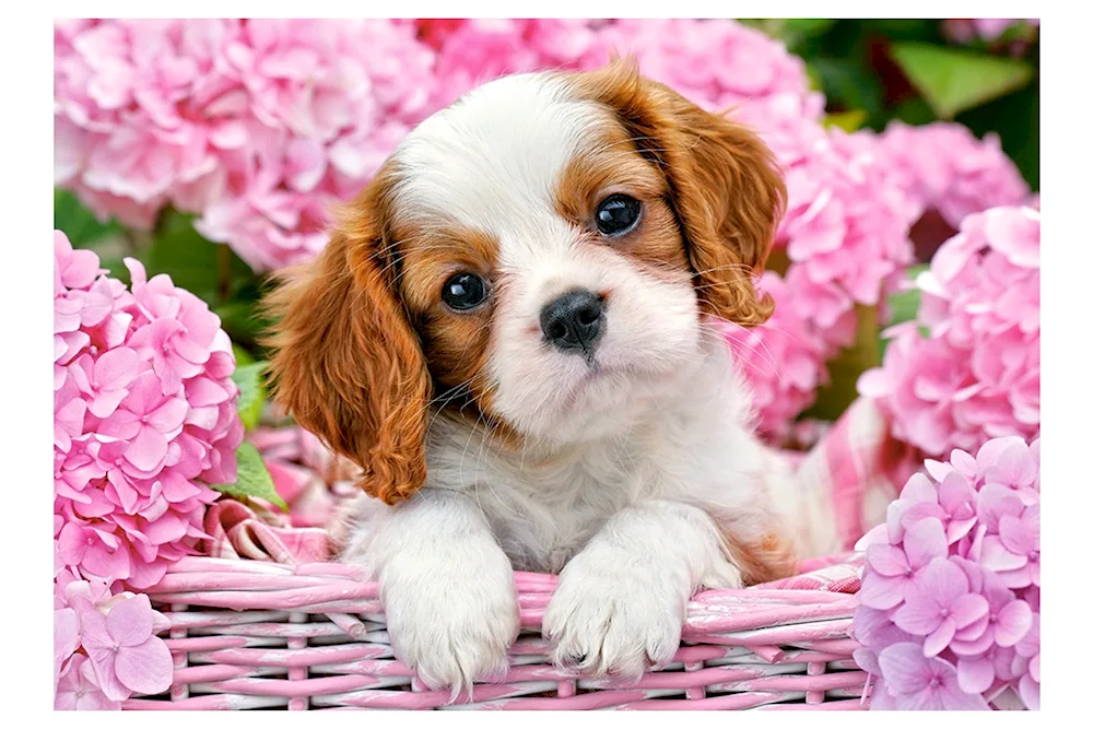 Cavalier King Charles spaniel