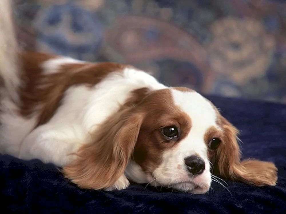 Cavalier King Charles spaniel