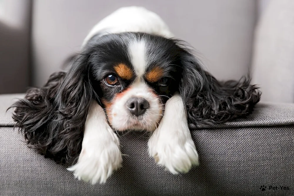 Cavalier King Charles. spaniel