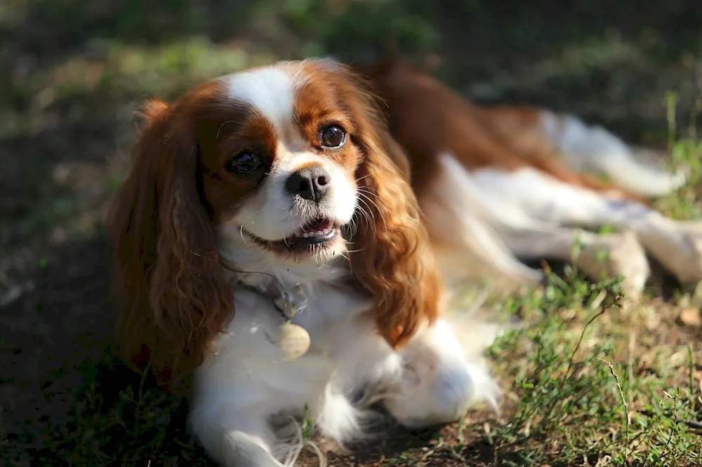 Cavalier King Charles spaniel