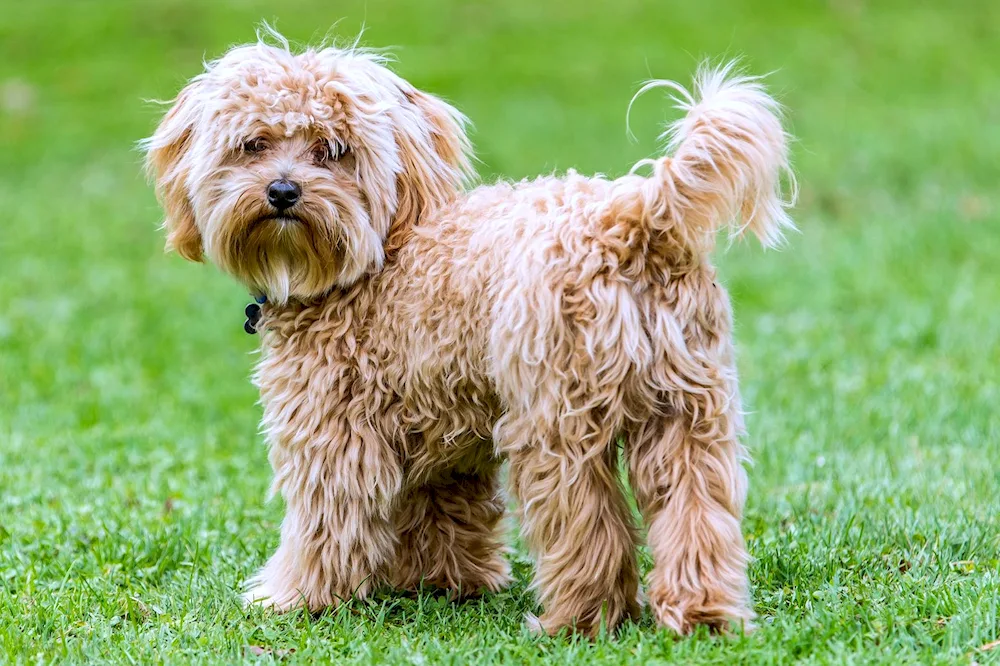 Bichon Havanese