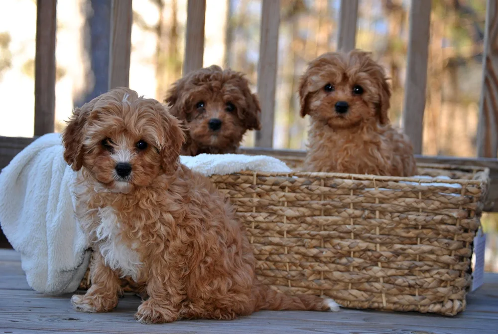 Maltipoo Teddy