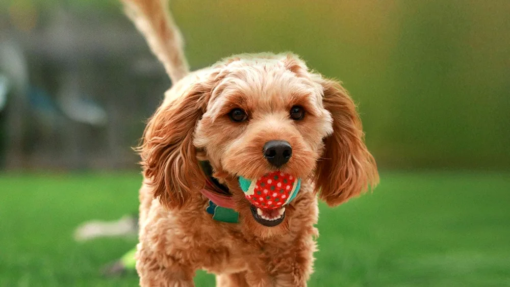 Cavapoo breed