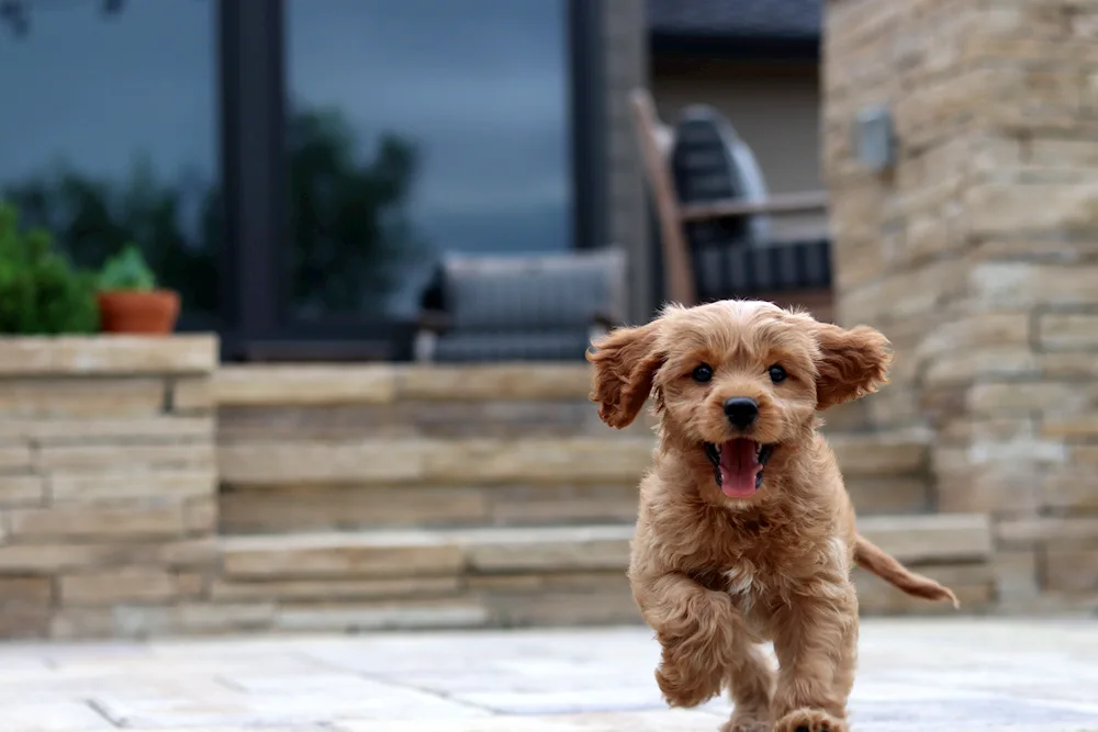 Cavapoo breed