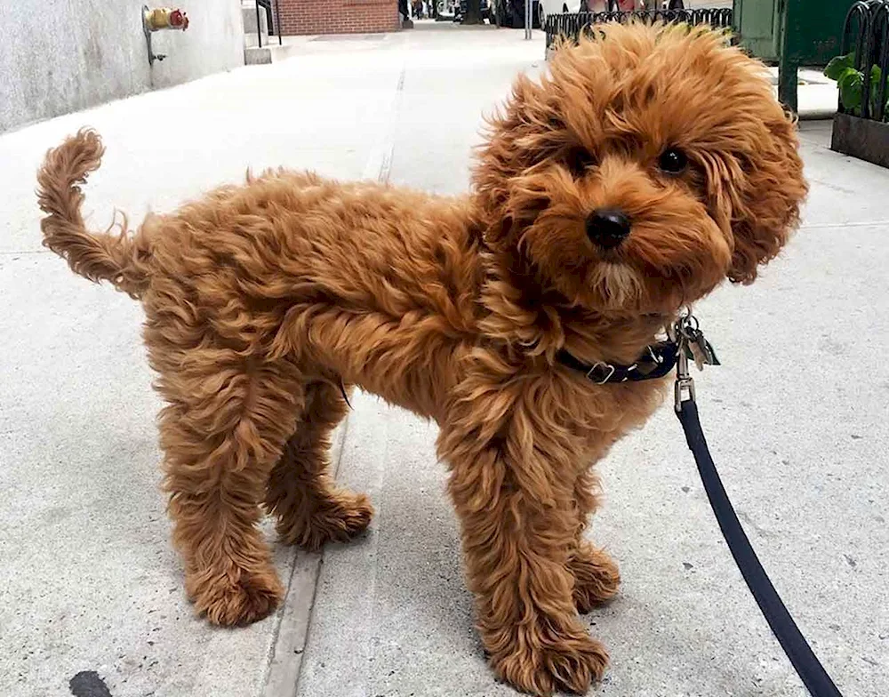 Teddy poodle maltipoo