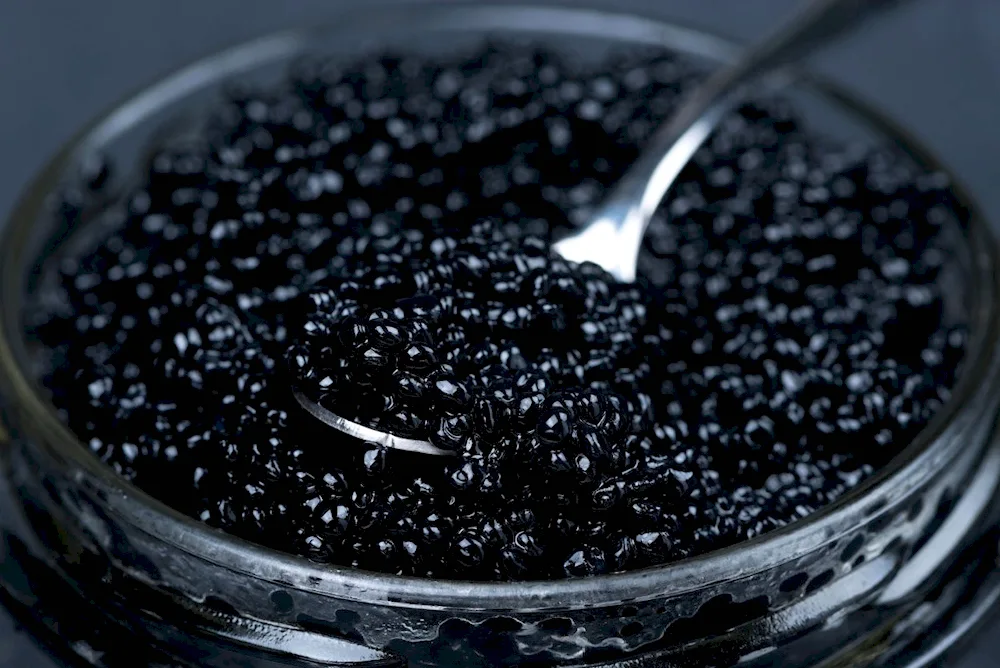 Caviar caviar sturgeon caviar