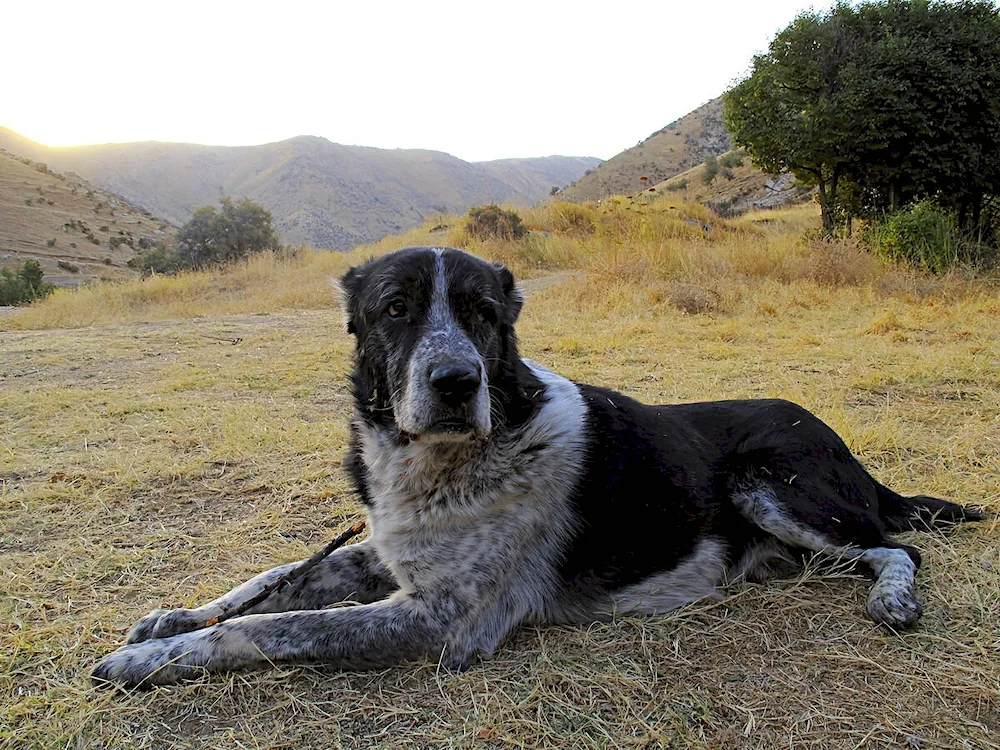 Middle Asian sheepdog alabai