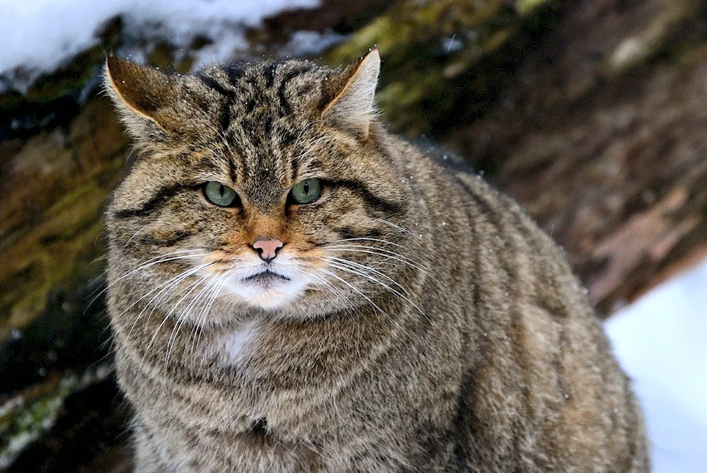 Caucasian Forest cat Felis Silvestris Caucasica