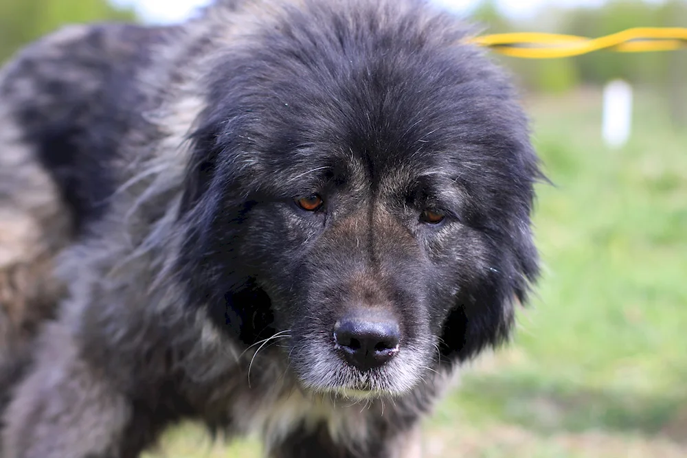 Beautiful Caucasian couples.