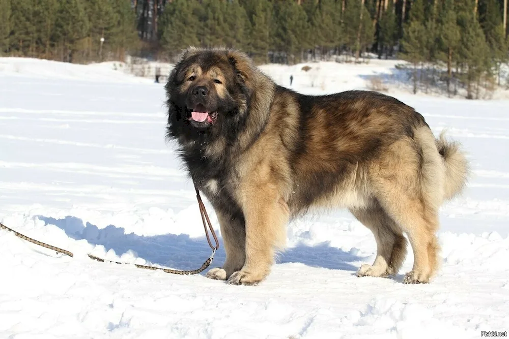 Cangal Wolfhound