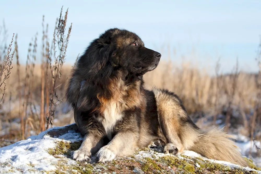 Irish Wolfhound