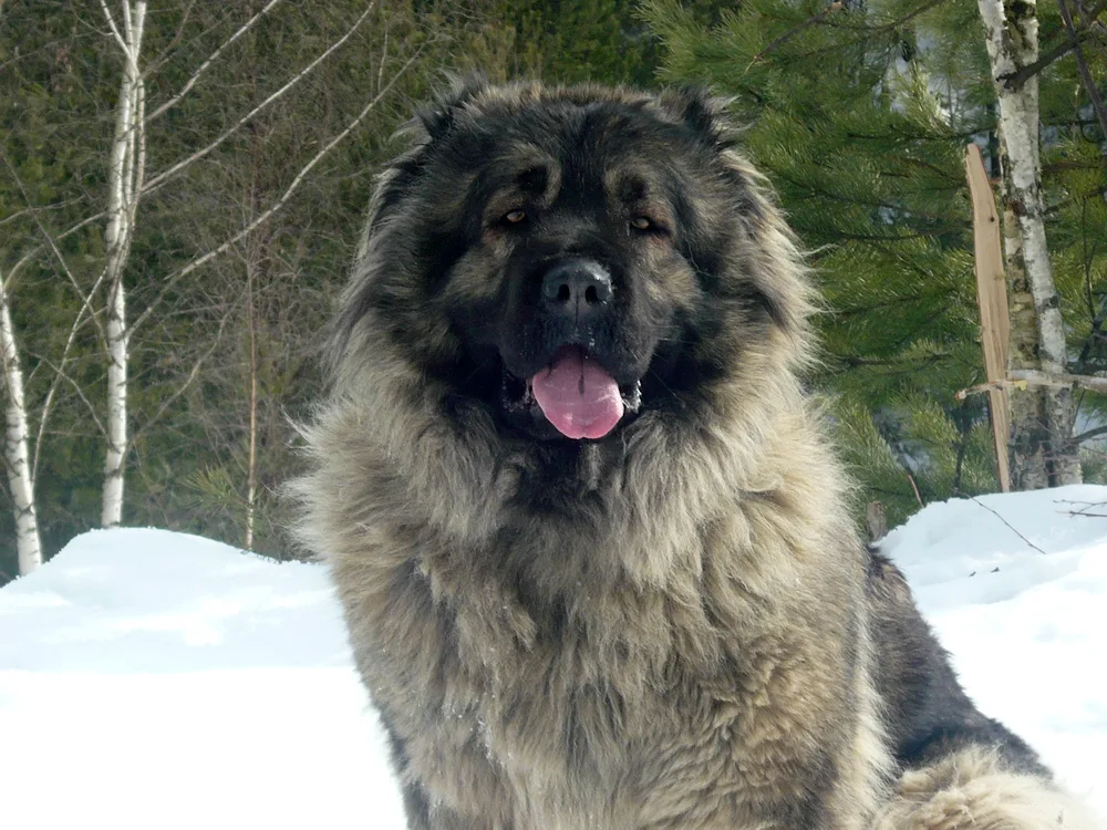 South Russian Shepherd