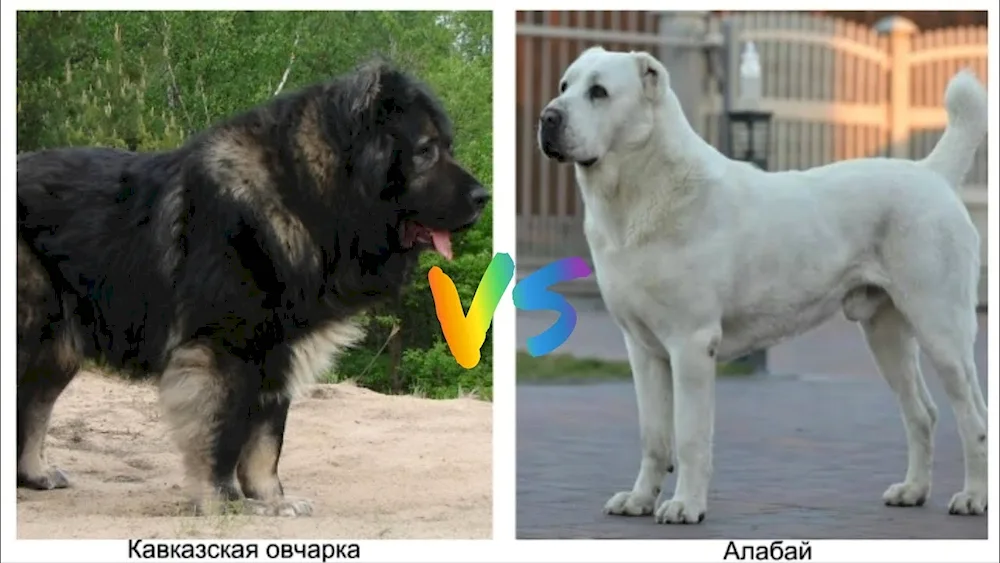 Caucasian sheepdog breed wolfhound