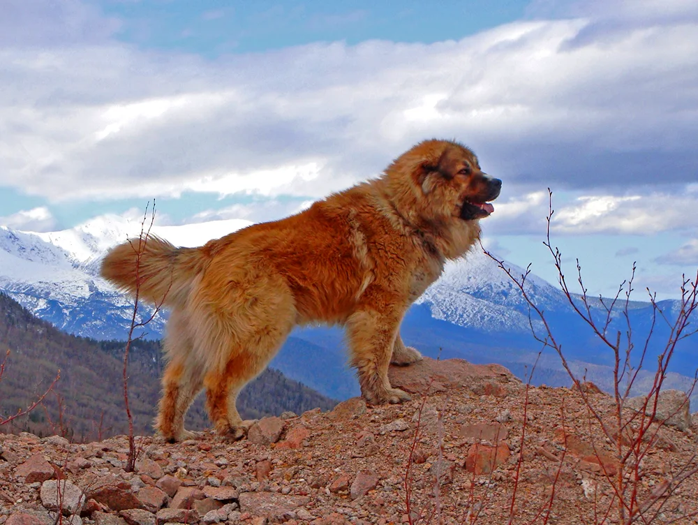 Altai dog breed. dog