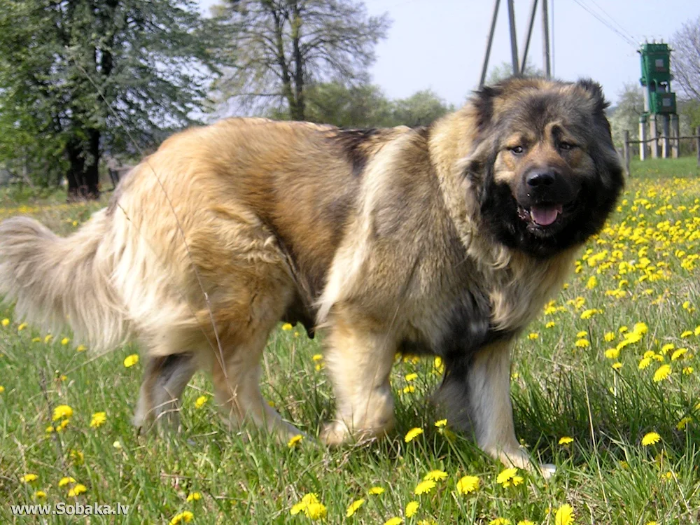 Afghan Greyhound Shepherd