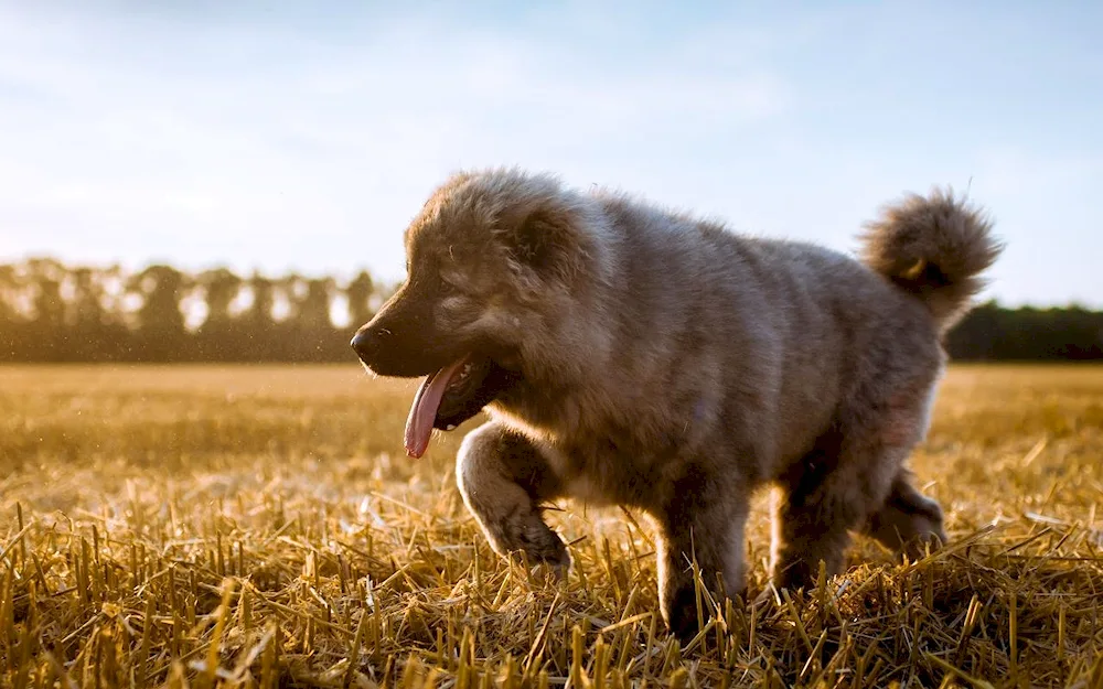 Caucasian Shepherd Wolfhound