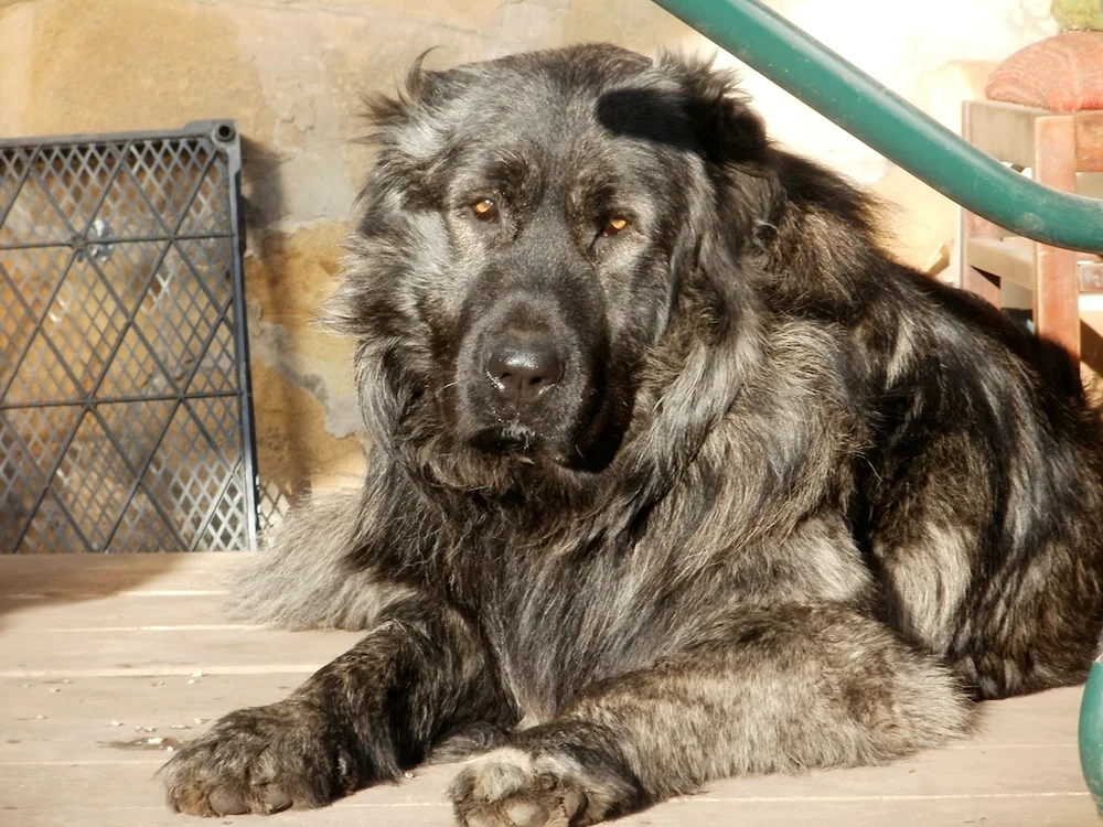 Irish Wolfhound Dogs Wolfhound puppies