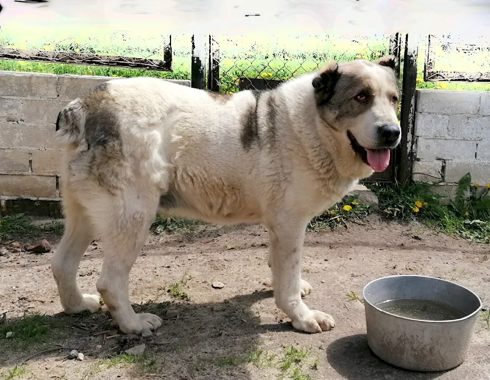 Caucasian sheepdog alabai