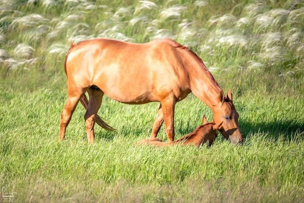 Donchak horse breed