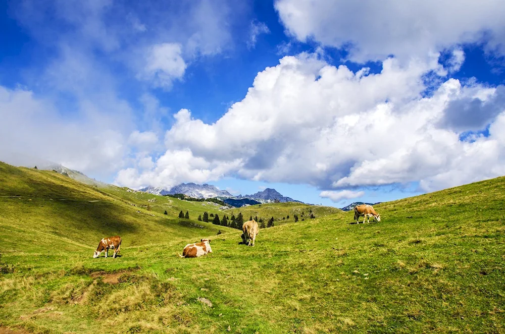 Kazakhstan pasture Zhailau