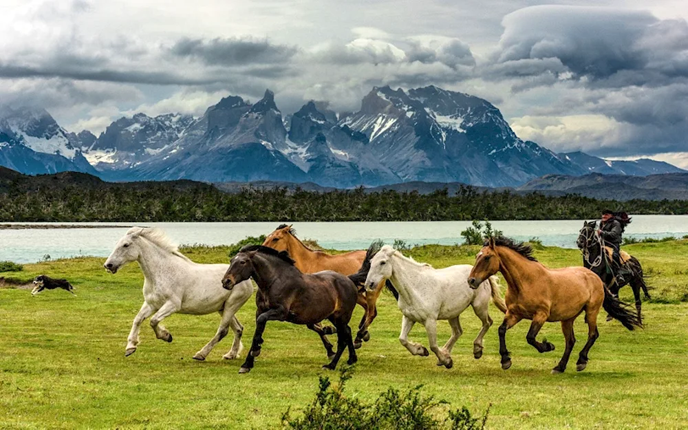 Kazakhstan pasture Zhailiau