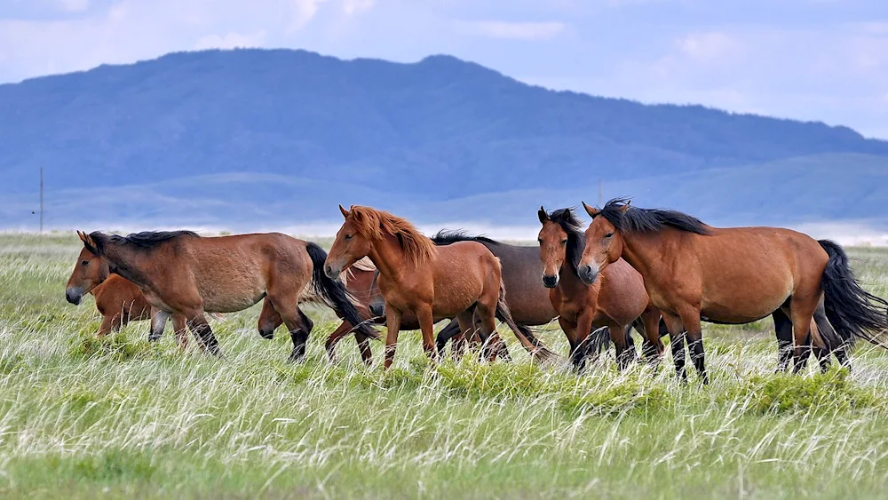 Kazakhstan pasture Zhailiau