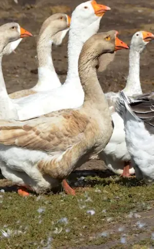 Kazarka geese