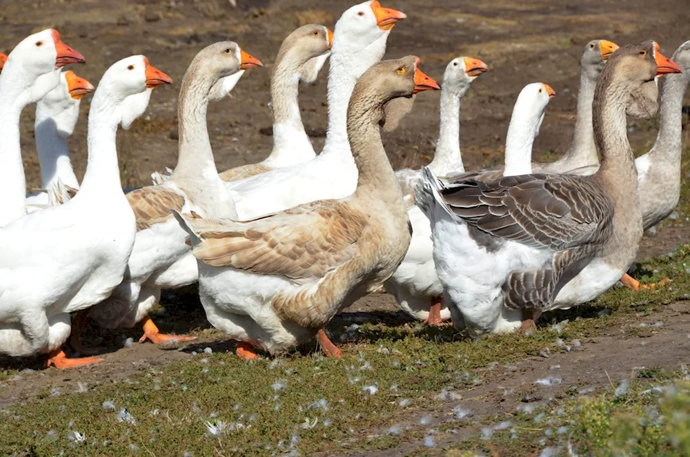 Kazarka geese