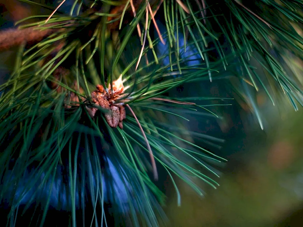 Siberian cedar needles