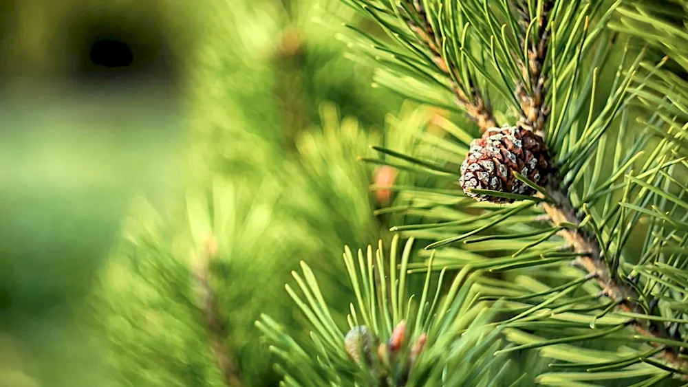 Cedar Siberian needles