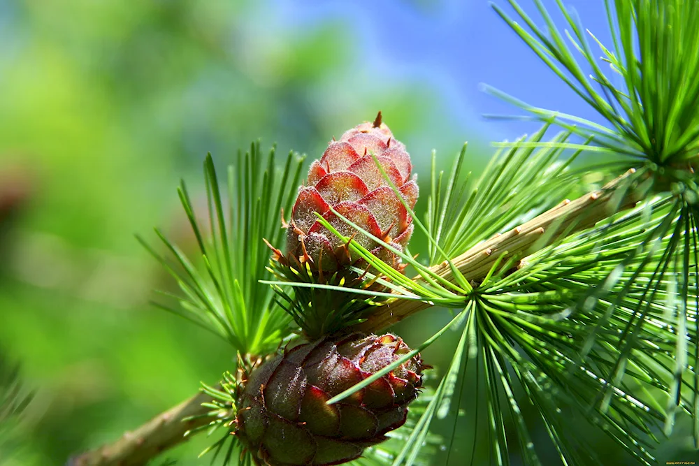 Cedar Pine Paw Pine Siberian pine needles