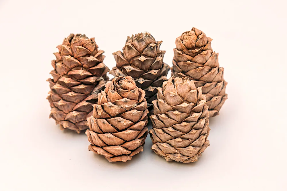 Cedar bumps with nuts
