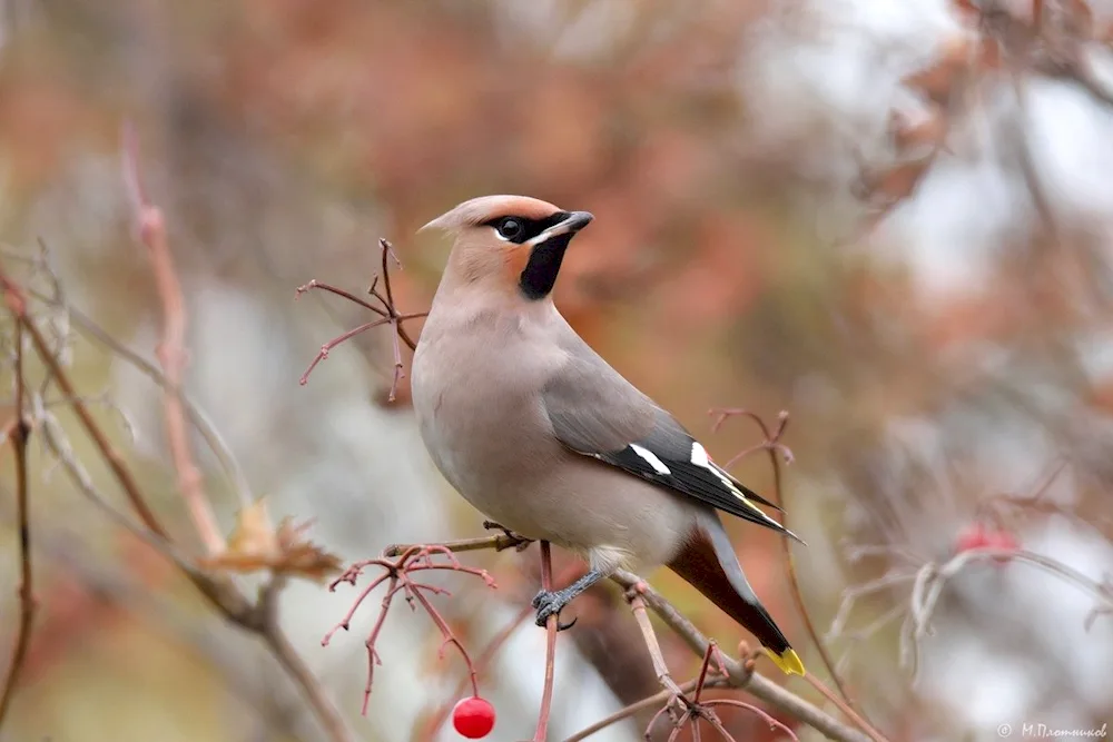 Whistler Birds of the Transbaikal Territory birds