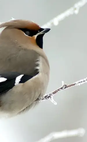 Cedar-swinging jay in Udmurtia