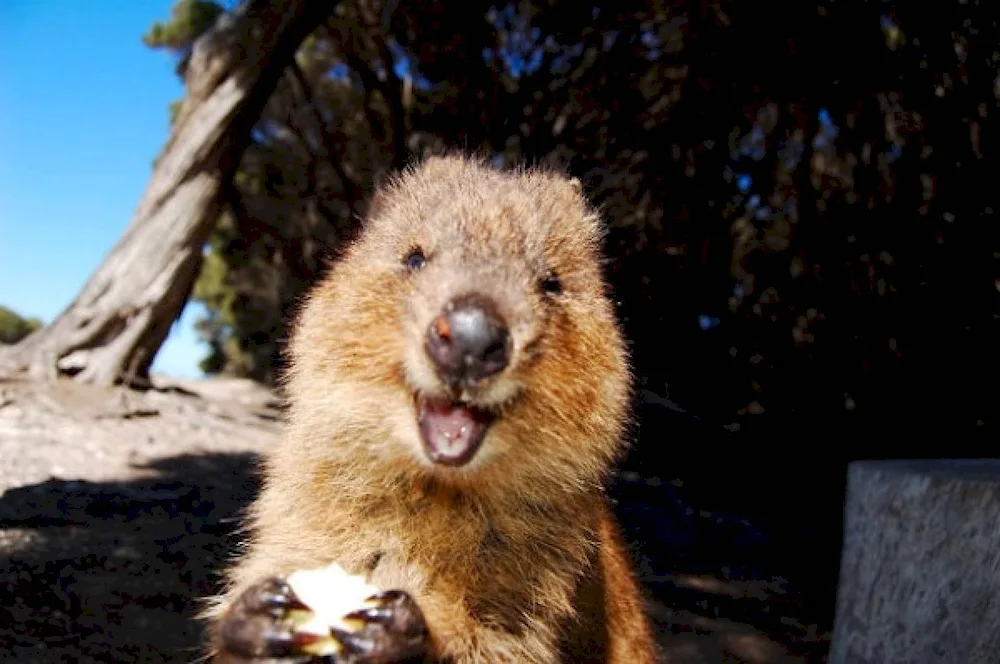 Quokka